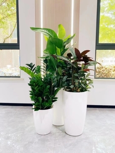 宁波余姚植物租摆服务优，绿植装饰新潮流